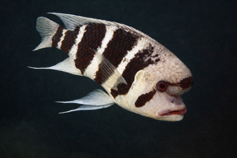 Cyphotilapia frontosa 'Luagala Point'